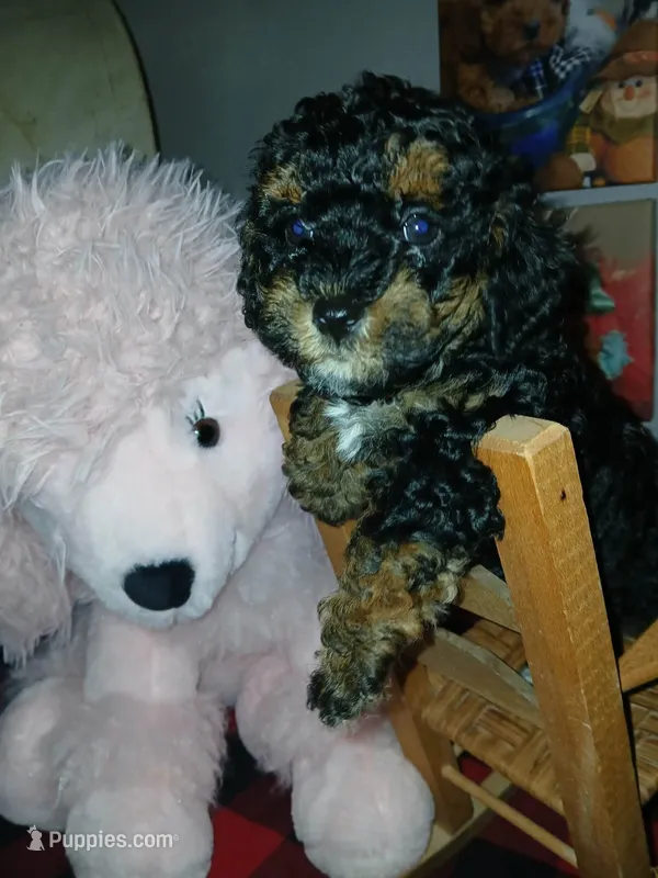 Fancy – Poodle - Toy  puppy for sale in Mount Vernon, MO