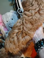 Tiny Tim 2.6 lbs, a male Maltipoo for sale in Mount Vernon, MO – 3 of 3