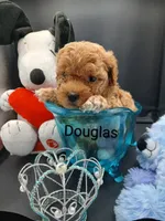 Douglas , a male Maltipoo for sale in Mount Vernon, MO – 1 of 3