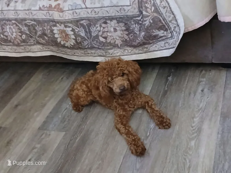 Hotshot – Poodle - Miniature  puppy for sale in Mount Vernon, MO