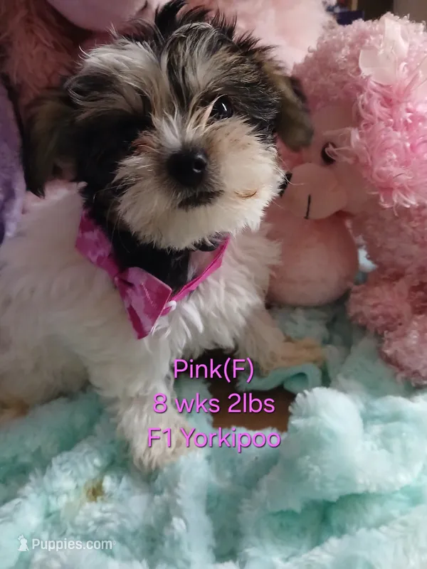 Pink – Yorkipoo puppy for sale in Mount Vernon, MO