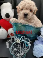 Michael , a male Maltipoo for sale in Mount Vernon, MO – 3 of 3