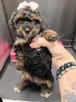 Fancy, a female Poodle - Toy  for sale in Mount Vernon, MO – 3 of 4
