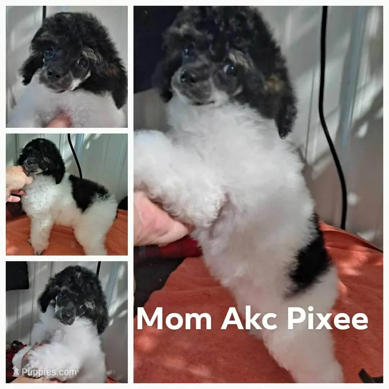 Pixee – Poodle - Toy  puppy for sale in Mount Vernon, MO