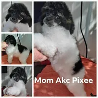 Pixee, a female Poodle - Toy  for sale in Mount Vernon, MO – 1 of 1
