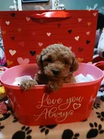Red male 2, a male Maltipoo for sale in Mount Vernon, MO – Photo 1 of 4