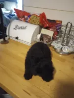 Morkiepoo, a male Morkie for sale in Mount Vernon, MO – 3 of 3