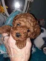 Red female , a female Maltipoo for sale in Mount Vernon, MO – Photo 1 of 2