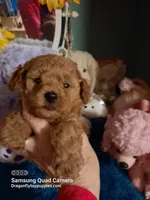 Red female , a female Maltipoo for sale in Mount Vernon, MO – Photo 2 of 2