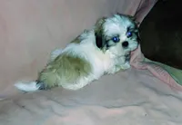 AKC Bravo Imperial , a male Shih Tzu for sale in Mount Vernon, MO – Photo 3 of 5