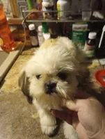 AKC Bravo Imperial , a male Shih Tzu for sale in Mount Vernon, MO – Photo 2 of 5