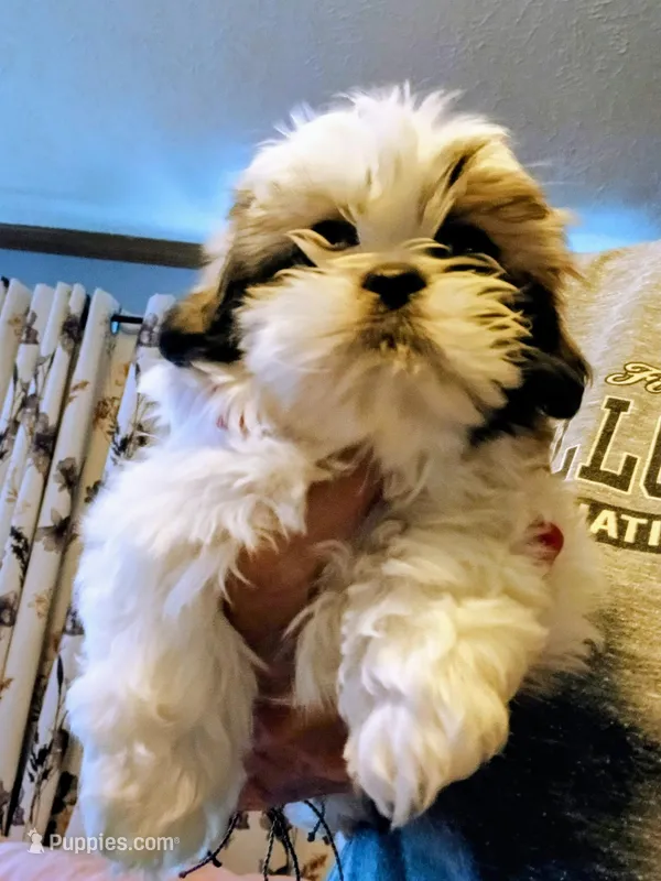 AKC Bravo Imperial  – Shih Tzu puppy for sale in Mount Vernon, MO