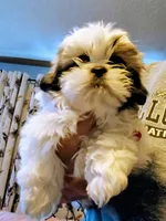 AKC Bravo Imperial , a male Shih Tzu for sale in Mount Vernon, MO – Photo 1 of 5