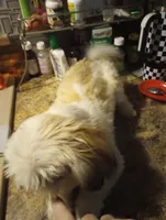 AKC Bravo Imperial , a male Shih Tzu for sale in Mount Vernon, MO – Photo 5 of 5