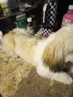 AKC Bravo Imperial , a male Shih Tzu for sale in Mount Vernon, MO – Photo 4 of 5