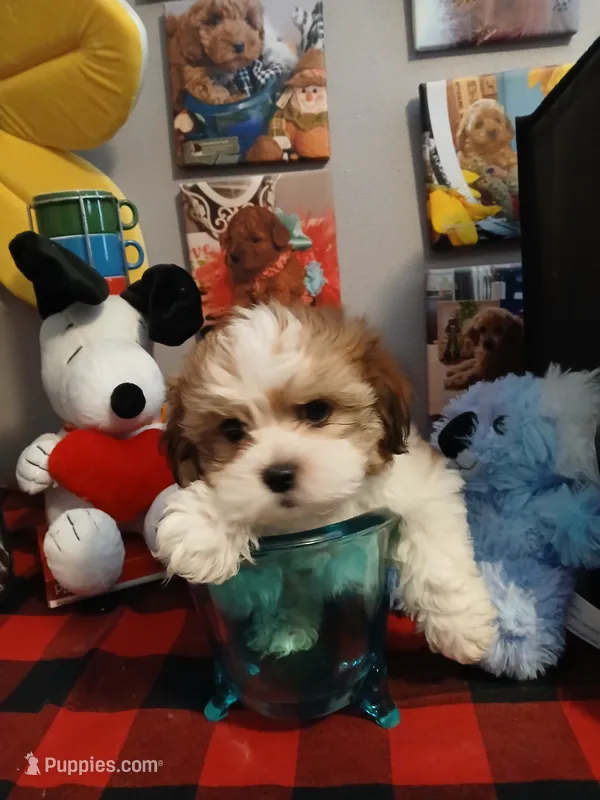 Barney – Mal Shi puppy for sale in Mount Vernon, MO