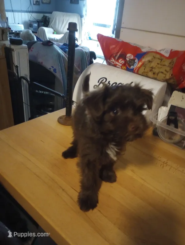 Morkiepoo 1 female – Morkie puppy for sale in Mount Vernon, MO