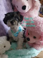 Teal, a female Yorkipoo for sale in Mount Vernon, MO – 1 of 5