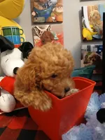Douglas, a male Maltipoo for sale in Mount Vernon, MO – 3 of 5