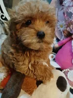 Tiny Tim 2.6 lbs, a male Maltipoo for sale in Mount Vernon, MO – 2 of 3