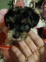 Pink, a female Yorkipoo for sale in Mount Vernon, MO – 2 of 4