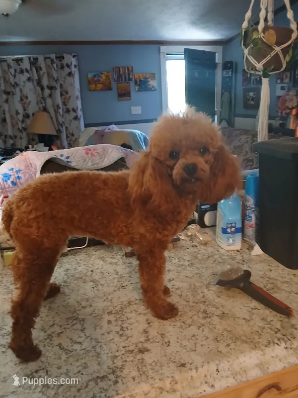 Cayenne AKC – Poodle - Miniature  puppy for sale in Mount Vernon, MO