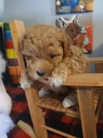 Douglas , a male Maltipoo for sale in Mount Vernon, MO – 3 of 3