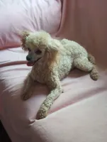 Gracie AKC 6lbs., a female Poodle - Toy  for sale in Mount Vernon, MO – 2 of 4