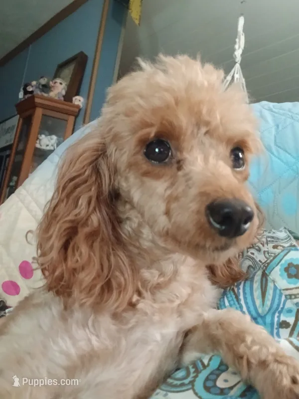 Macee – Maltipoo puppy for sale in Mount Vernon, MO