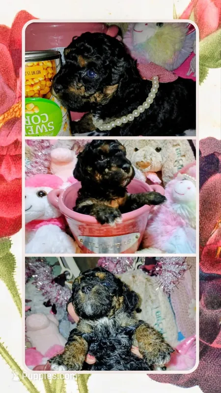 Sasha – Poodle - Toy  puppy for sale in Mount Vernon, MO