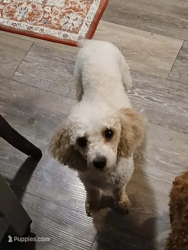 Patches – Poodle - Toy  puppy for sale in Mount Vernon, MO