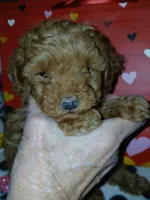 Red Maltipoo male 1, a male Maltipoo for sale in Mount Vernon, MO – Photo 3 of 4