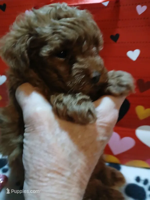 Red Maltipoo male 1