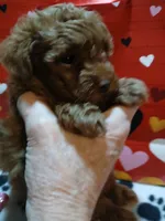 Red Maltipoo male 1, a male Maltipoo for sale in Mount Vernon, MO – Photo 1 of 4