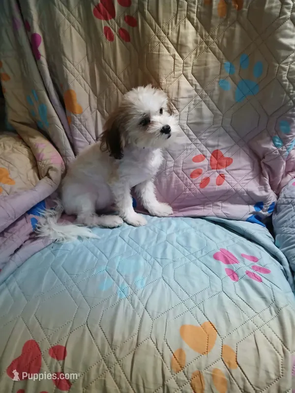 Wags 3.11 lbs – Mal Shi puppy for sale in Mount Vernon, MO