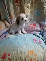 Wags, a male Mal Shi for sale in Mount Vernon, MO – 1 of 10
