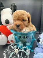 Douglas, a male Maltipoo for sale in Mount Vernon, MO – 1 of 5