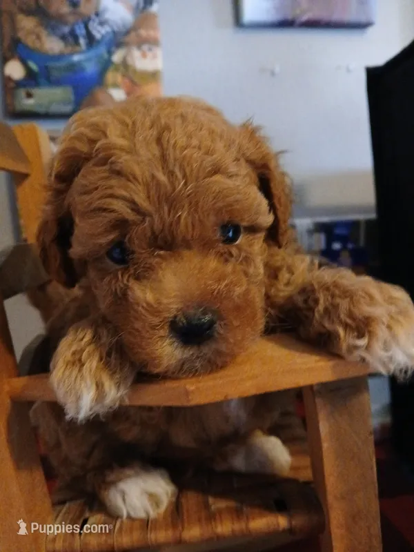 Patrick  – Maltipoo puppy for sale in Mount Vernon, MO