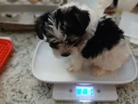 Purple, a female Yorkipoo for sale in Mount Vernon, MO – 4 of 4