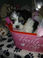 Purple, a female Yorkipoo for sale in Mount Vernon, MO – 2 of 4