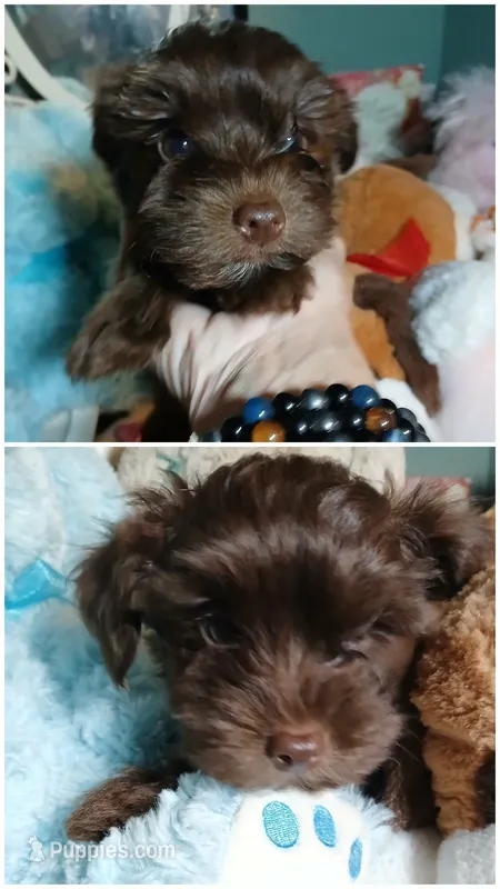 Morkiepoo – Morkie puppy for sale in Mount Vernon, MO