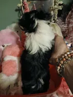 Pink, a female Yorkipoo for sale in Mount Vernon, MO – 3 of 4