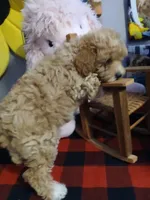 Sissy, a female Maltipoo for sale in Mount Vernon, MO – 4 of 4