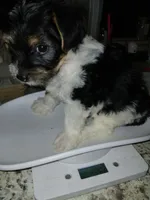 Pink, a female Yorkipoo for sale in Mount Vernon, MO – 4 of 4