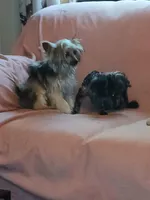 Rocki 5lb intact , a male Yorkshire Terrier for sale in Mount Vernon, MO – 4 of 4