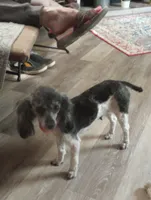 Sassy  companion home, a female Poodle - Toy  for sale in Mount Vernon, MO – 2 of 3