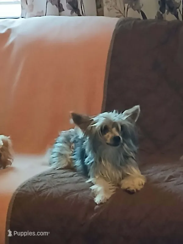 Rocki 5lb intact  – Yorkshire Terrier puppy for sale in Mount Vernon, MO