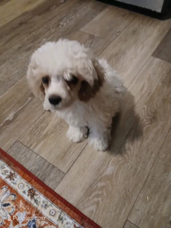 Sugar – Maltipoo puppy for sale in Mount Vernon, MO