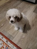 Sugar, a female Maltipoo for sale in Mount Vernon, MO – 1 of 3
