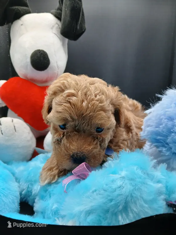 Robert  – Maltipoo puppy for sale in Mount Vernon, MO